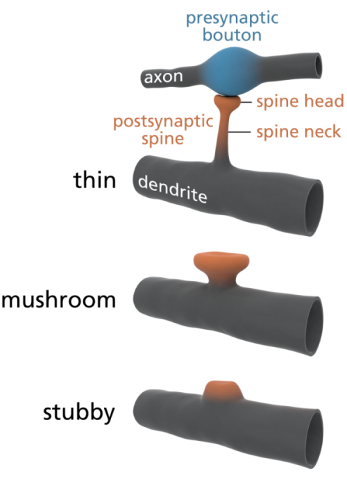 Types of Dendritic Spines. Source: Wikipedia.