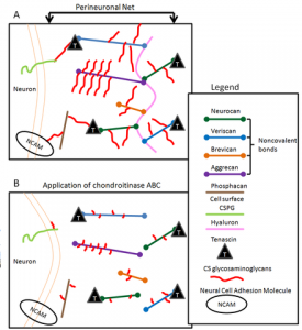 Perineuronal Nets - Extracellular matrix structures responsible for synaptic stabilization in the adult brain (Wikipedia 2015).