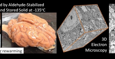 crowdsourcing human brain mapping crowdsourcing human brain mapping